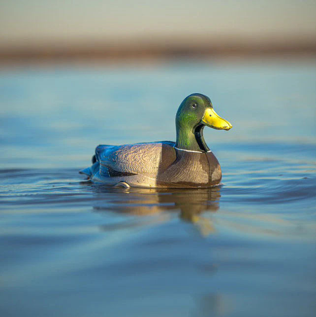 Flyway Deputy - Mallard Drake Motion Duck Decoy